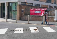 Video që po thyen rrjetin: Mësoni o njerëz nga kjo rosë se si kalohet rruga…