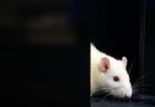 Indi, miu “hëngri” mbi 16 mijë euro në një bankomat