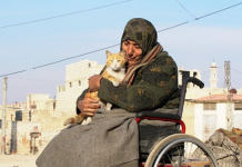 Kjo është “nëna e maceve”në Siri, e mbetur në karrocë nga regjimi, kujdeset për më të dashurën e saj