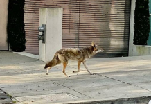 Ujqërit bredhin të lirë në rrugët e San Francisco pas bllokadës së koronavirusit