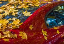 A e dini çfarë i bëjnë gjethet veturës, nëse e lini gjithë ditën me to?